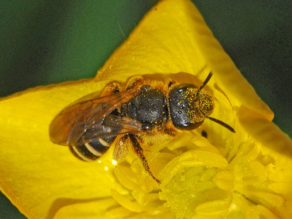 Una piccola vespa dalla grande testa: Apidae/Halictinae: Lasioglossum/Halictus